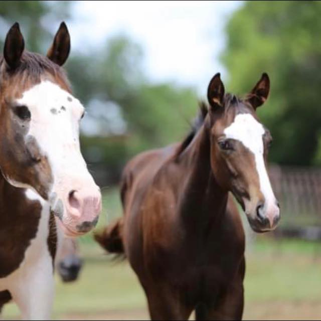 448243218_122096959562366197_4607833362985512950_n